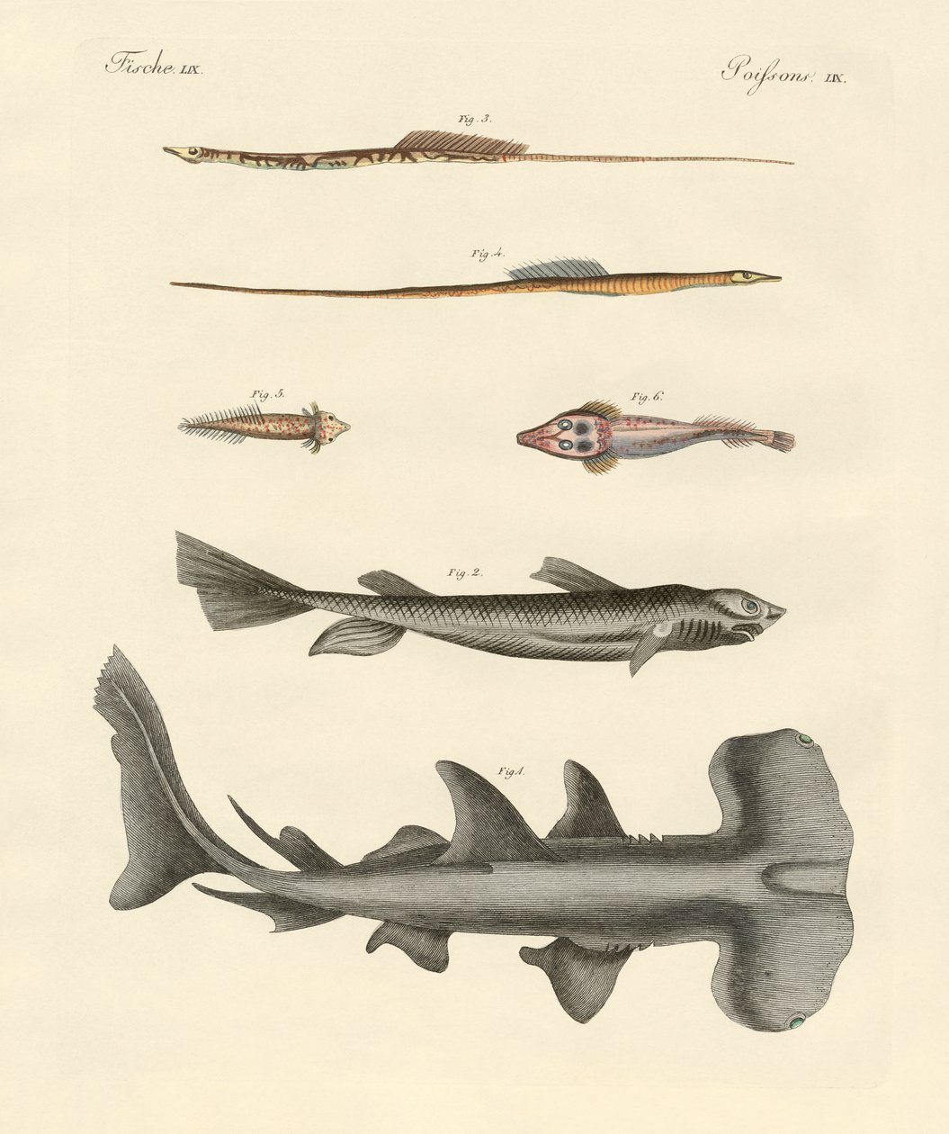 Peixe estranho (gravura colorida) de German School
