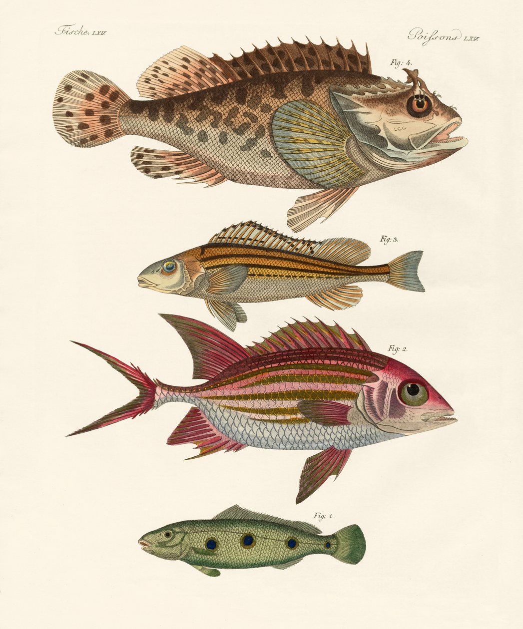 Peixe estranho (gravura colorida) de German School