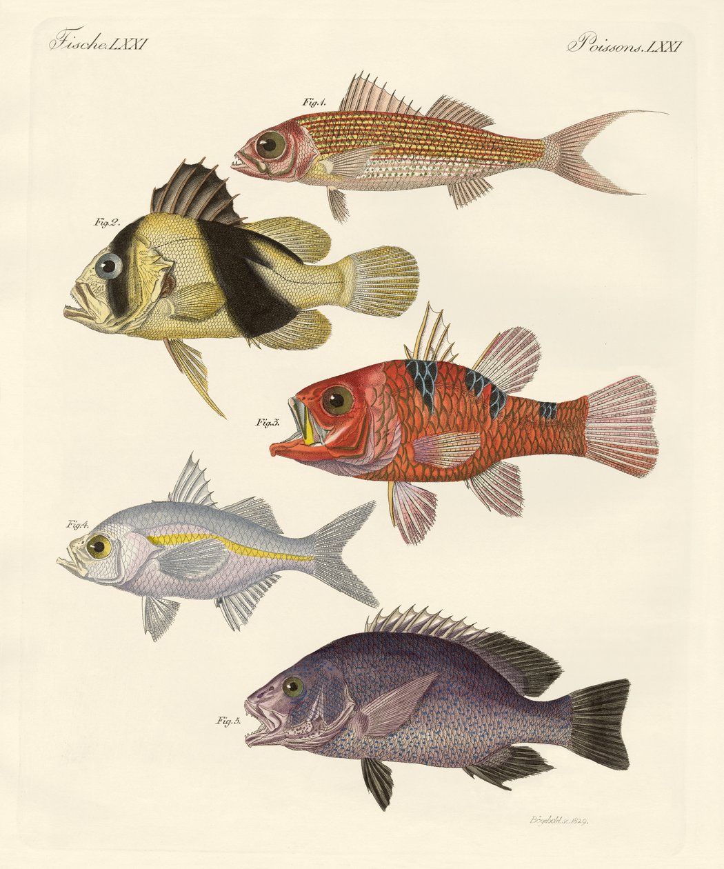 Peixe estranho (gravura colorida) de German School