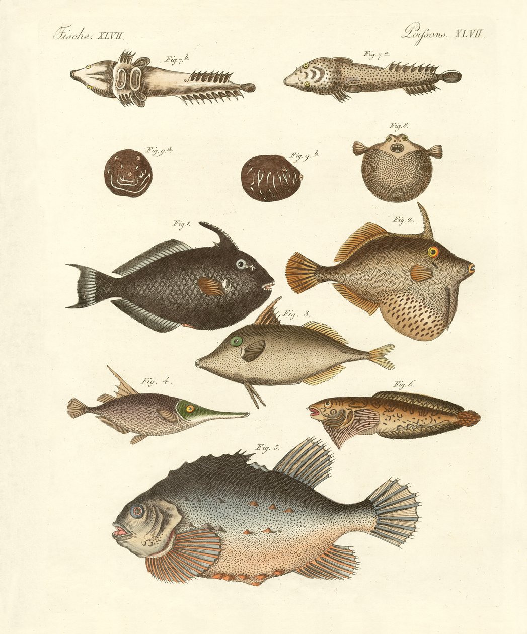 Peixe estranho (gravura colorida) de German School