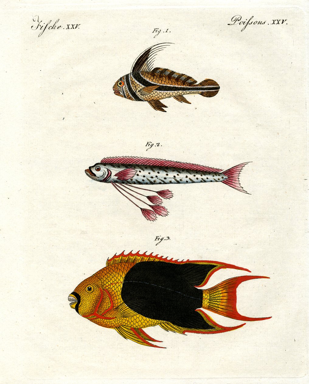 Peixe estranho de German School