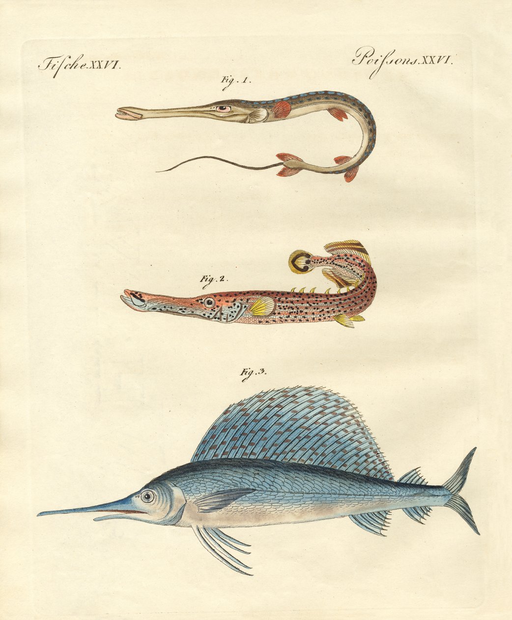 Peixe estranho de German School