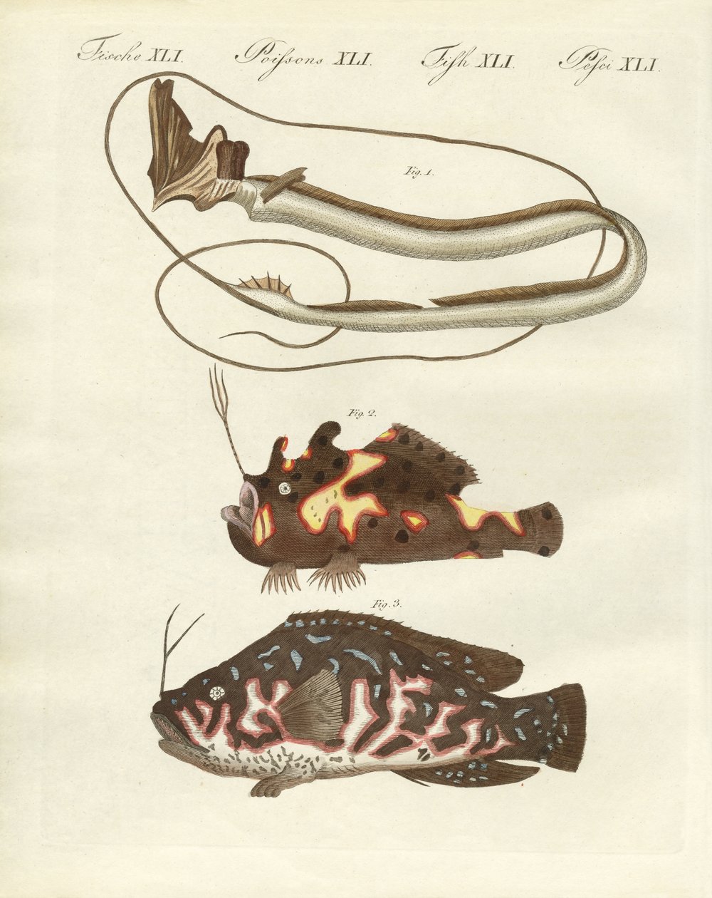 Peixe estranho de German School