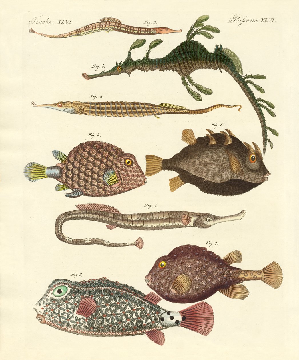 Peixe estranho de German School