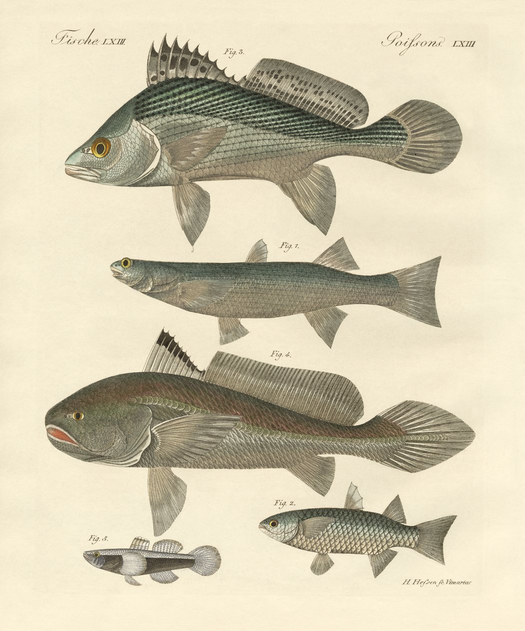Peixes estranhos do Ganges (gravura colorida) de German School