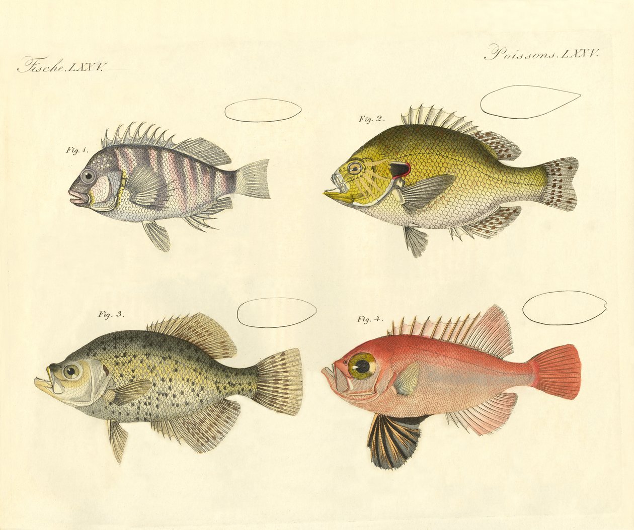 Peixes estranhos da família do robalo (gravura colorida) de German School