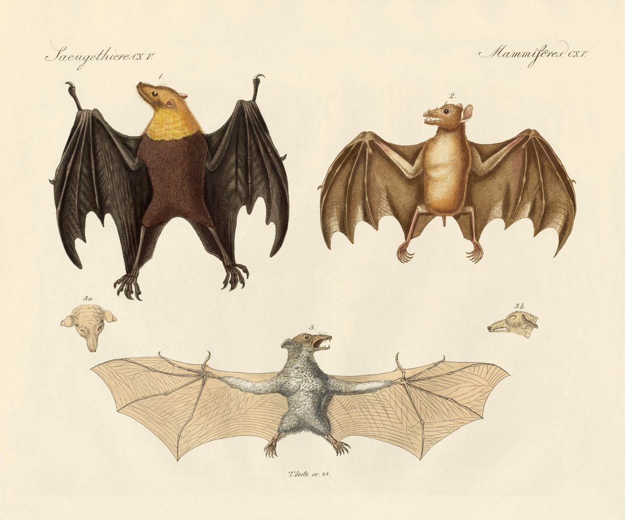 Estranhos animais de aba (gravura colorida) de German School