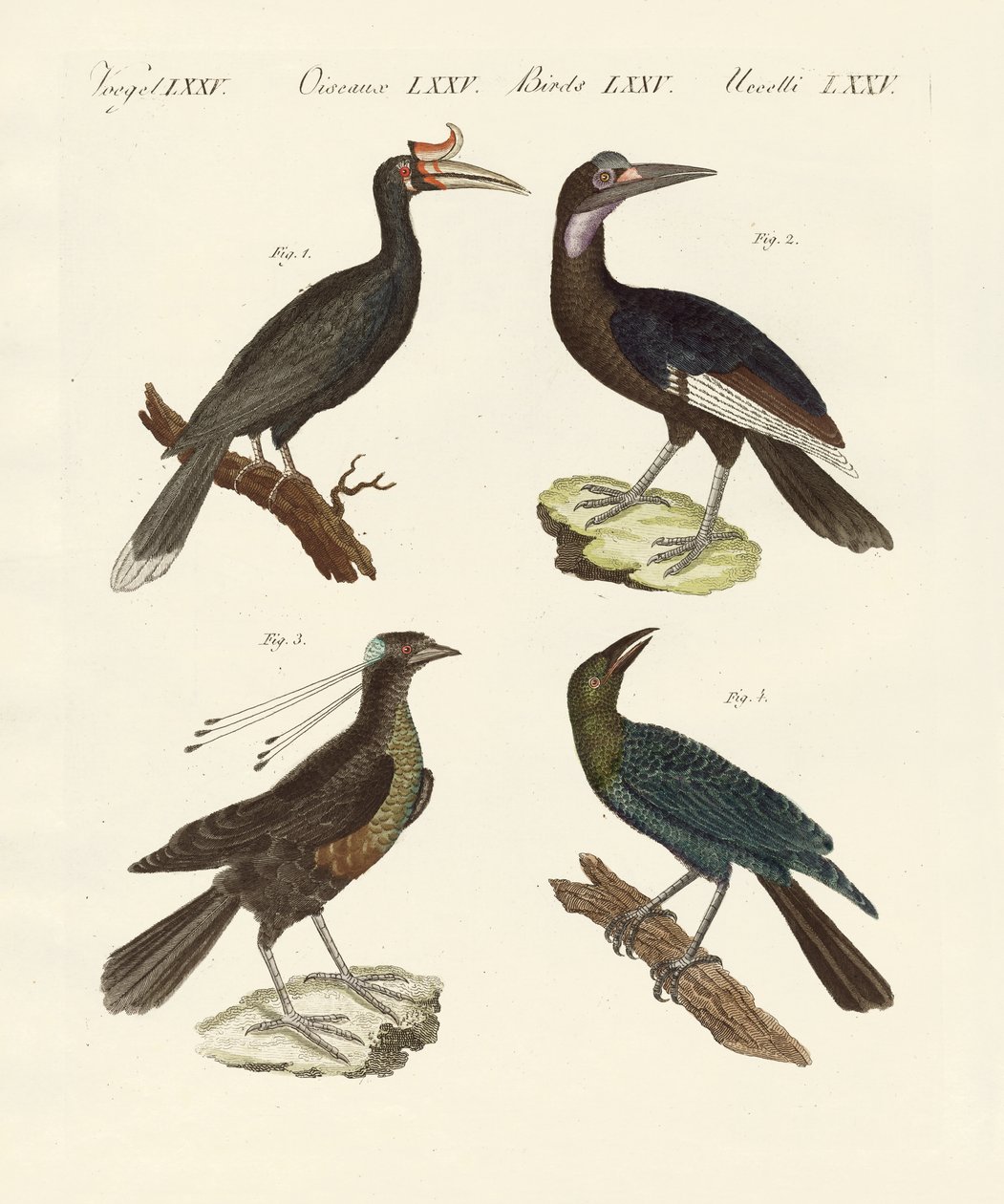 Estranhas aves estrangeiras (gravura colorida) de German School