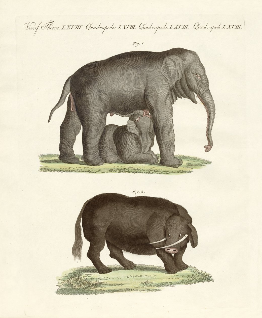 Estranhos animais de quatro pés (gravura colorida) de German School