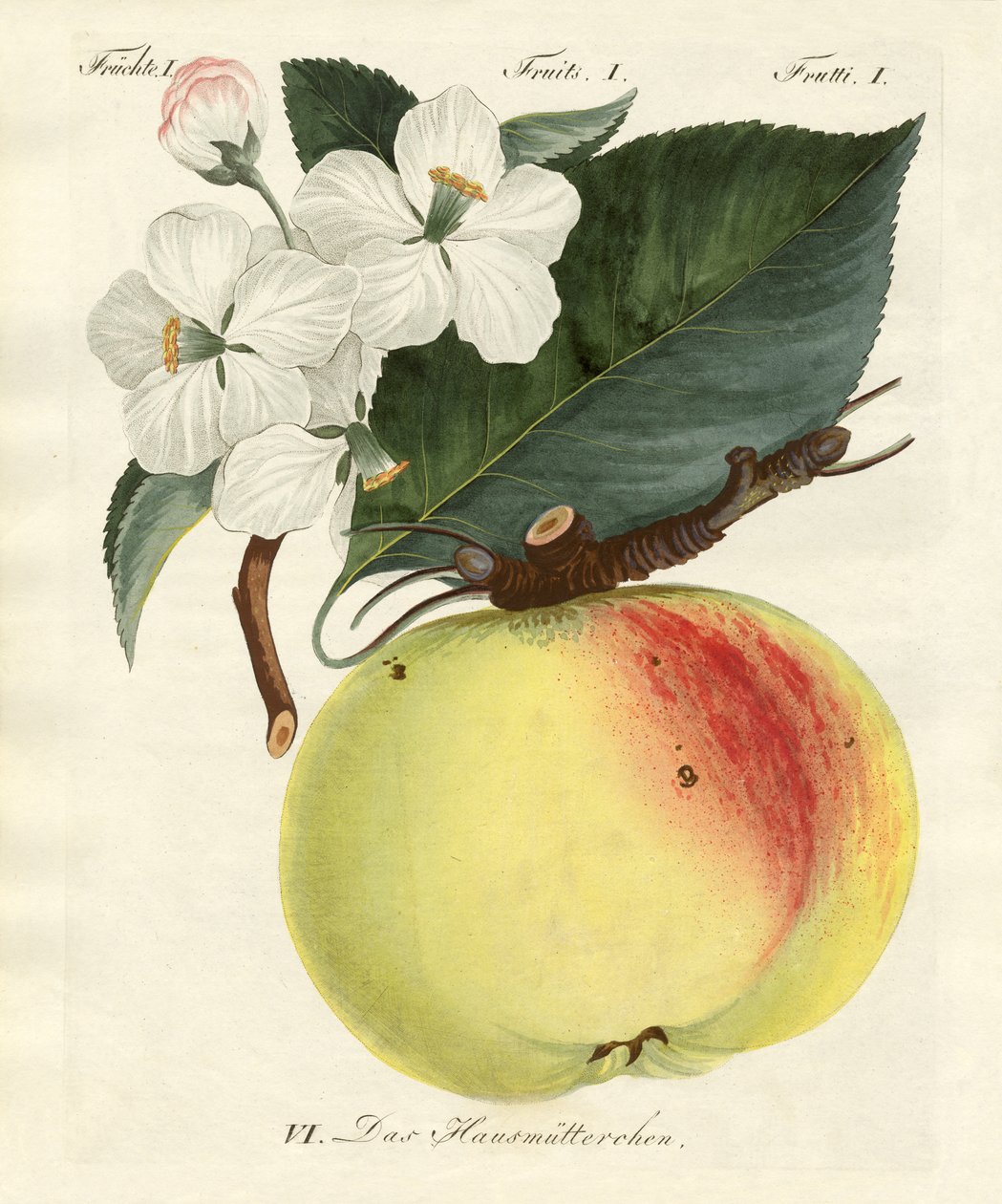 Frutas estranhas de German School