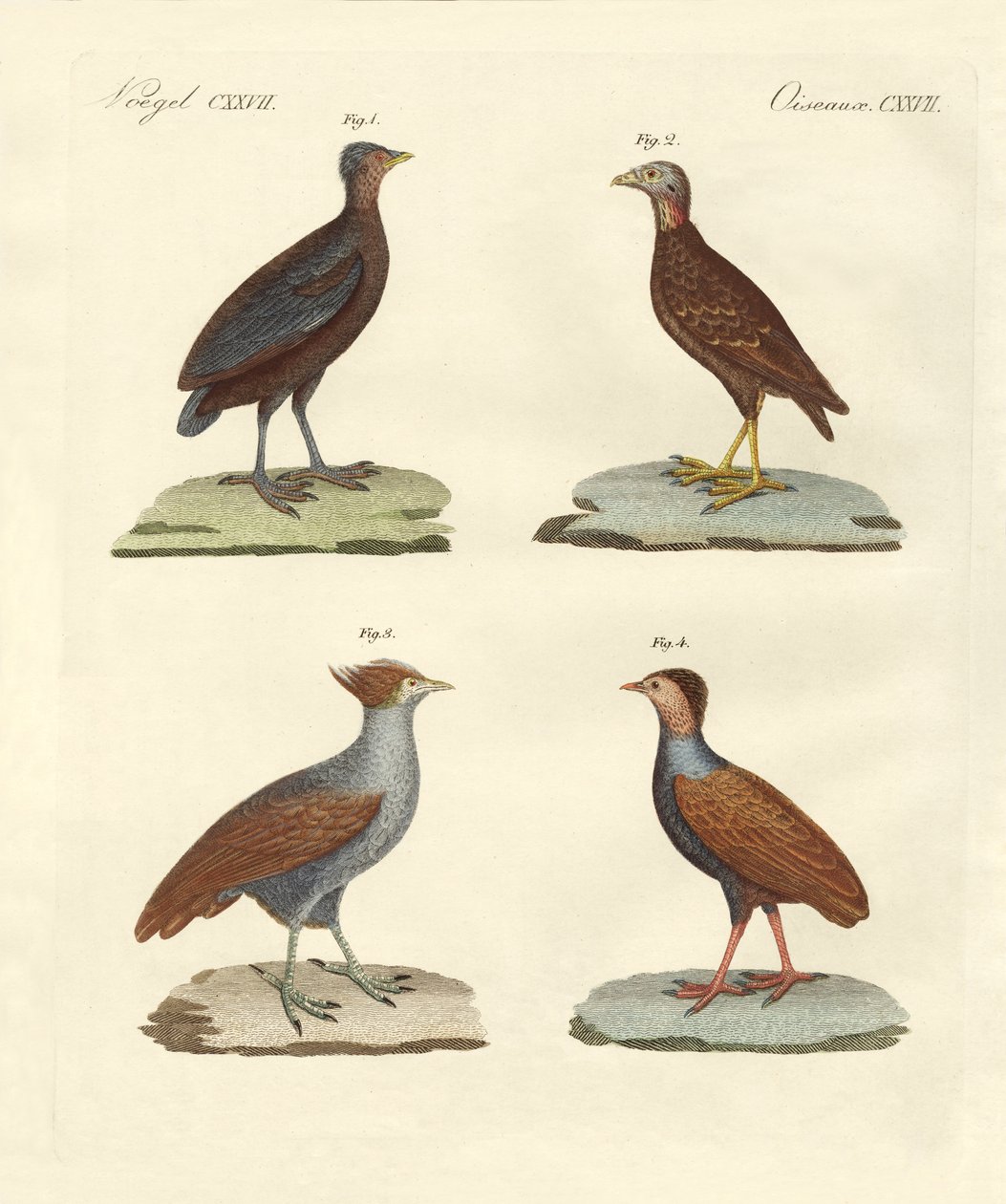 Estranhas galinhas (gravuras coloridas) de German School