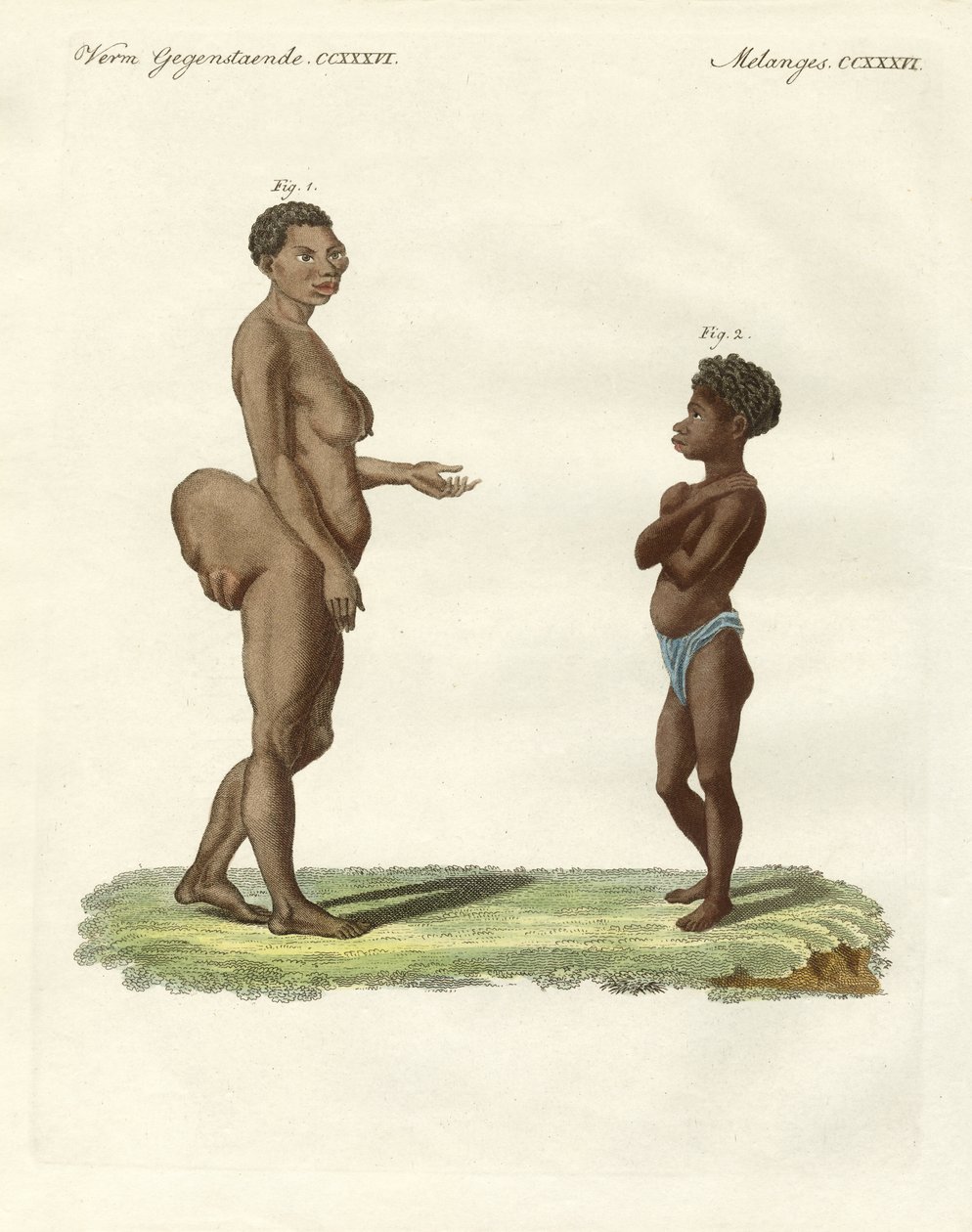 Variedades humanas estranhas (gravura colorida) de German School