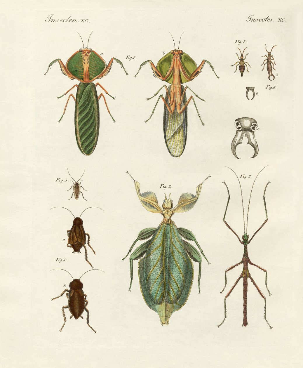 Insectos estranhos (gravura colorida) de German School