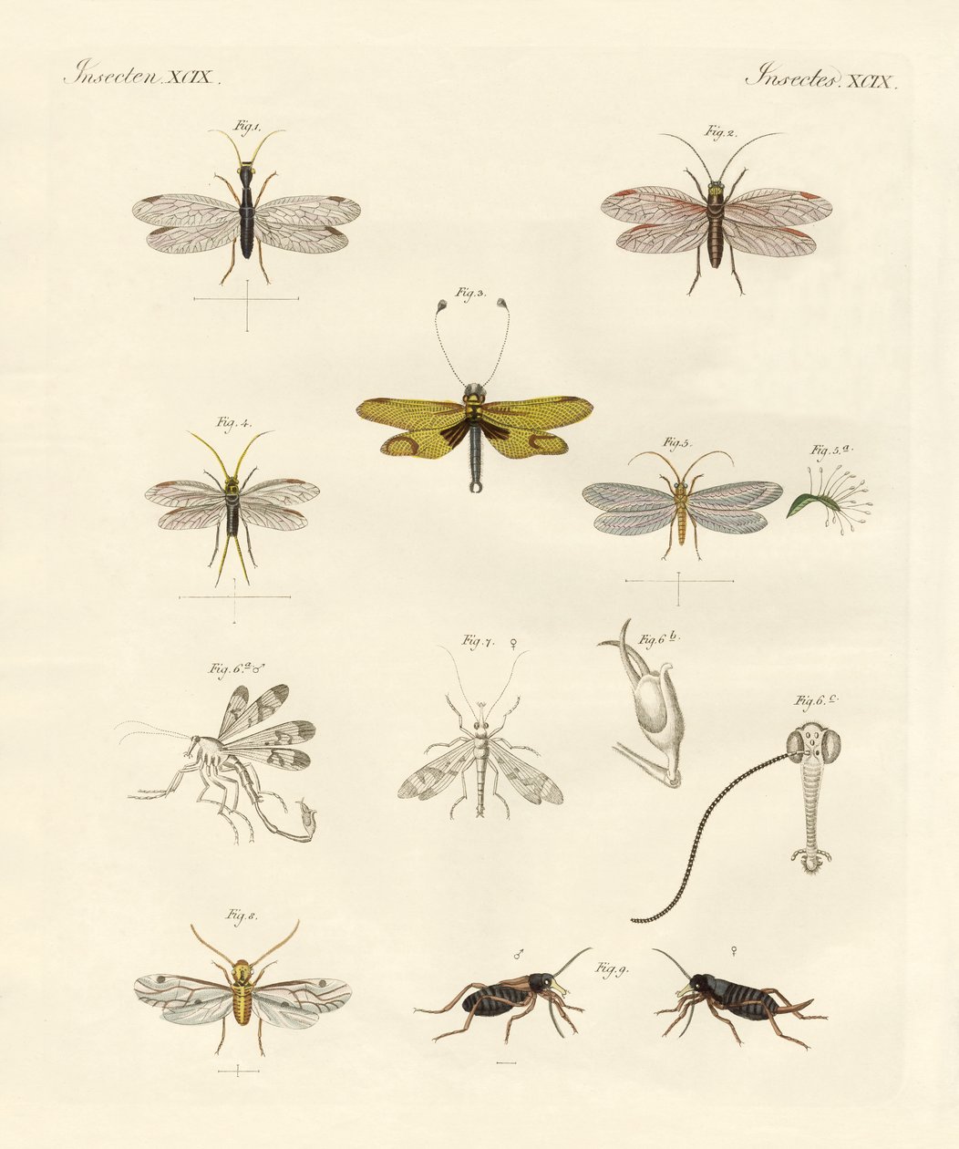 Insectos estranhos (gravura colorida) de German School