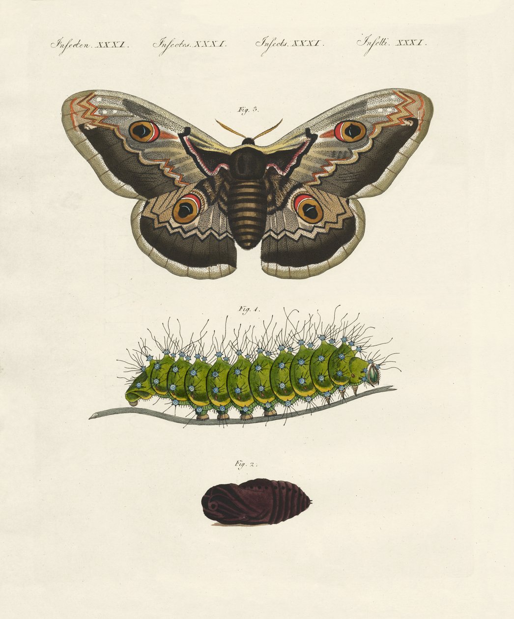 Insectos estranhos (gravura colorida) de German School