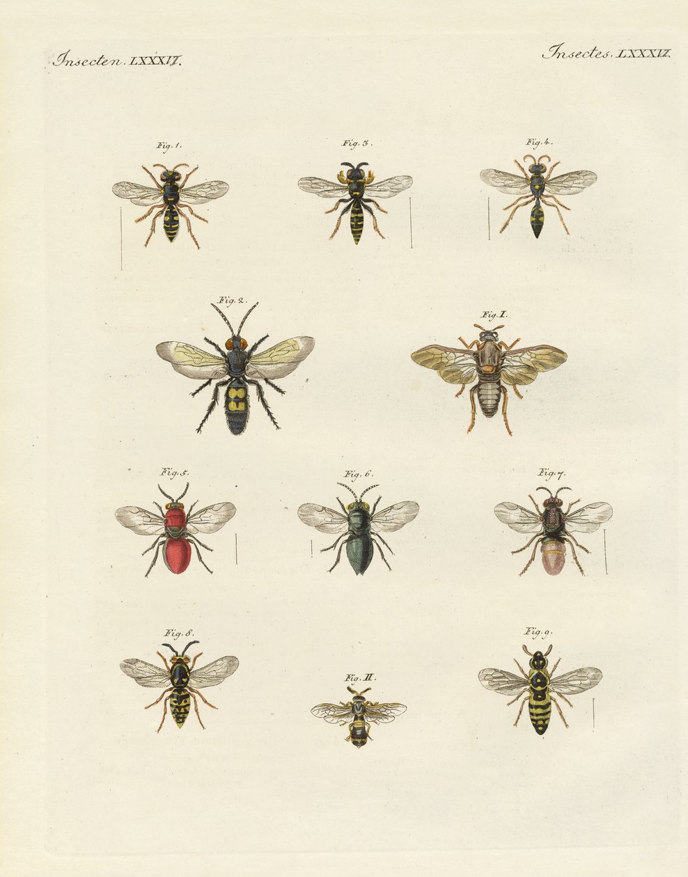 Insectos estranhos (gravura colorida) de German School