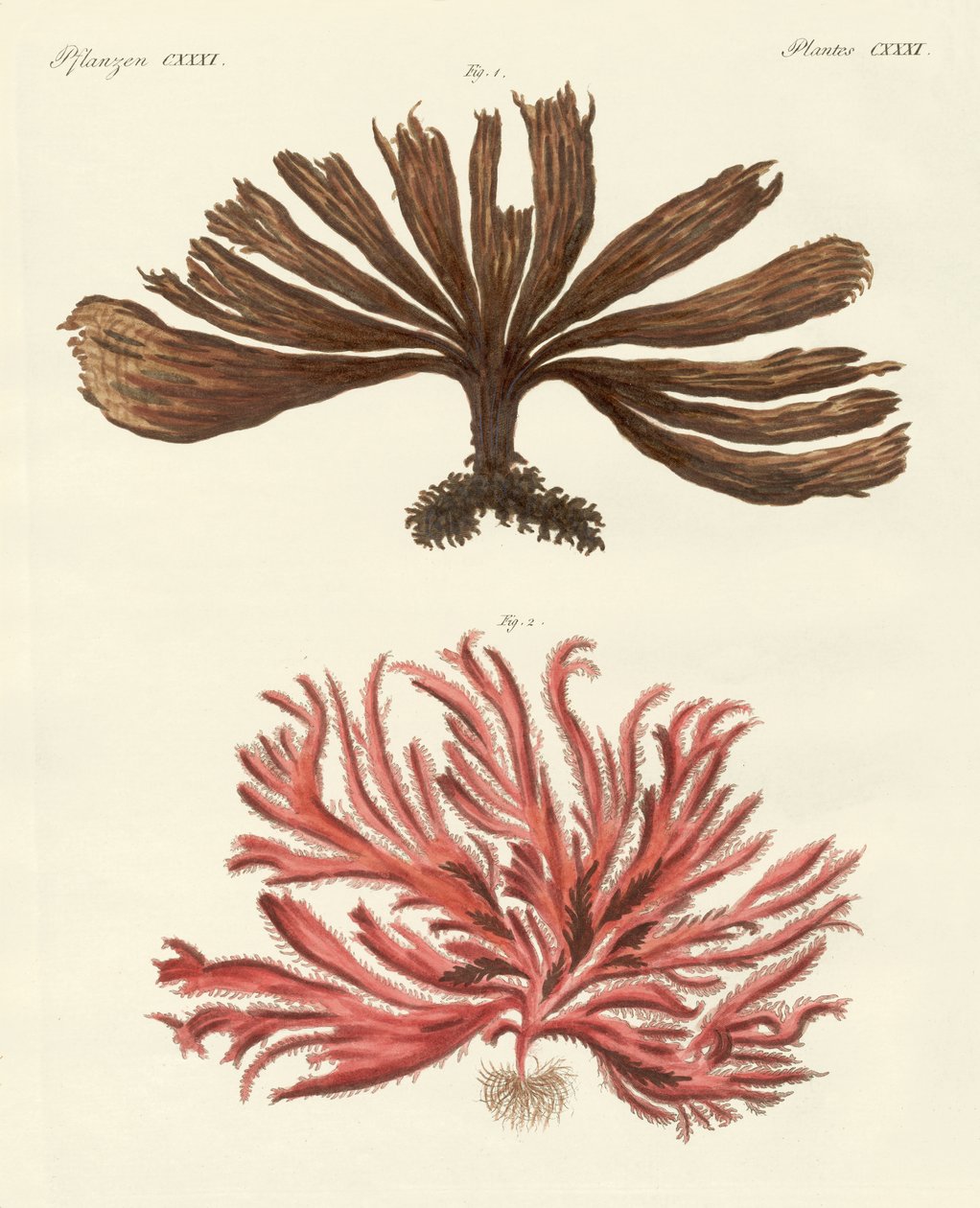Tipos estranhos de algas de German School