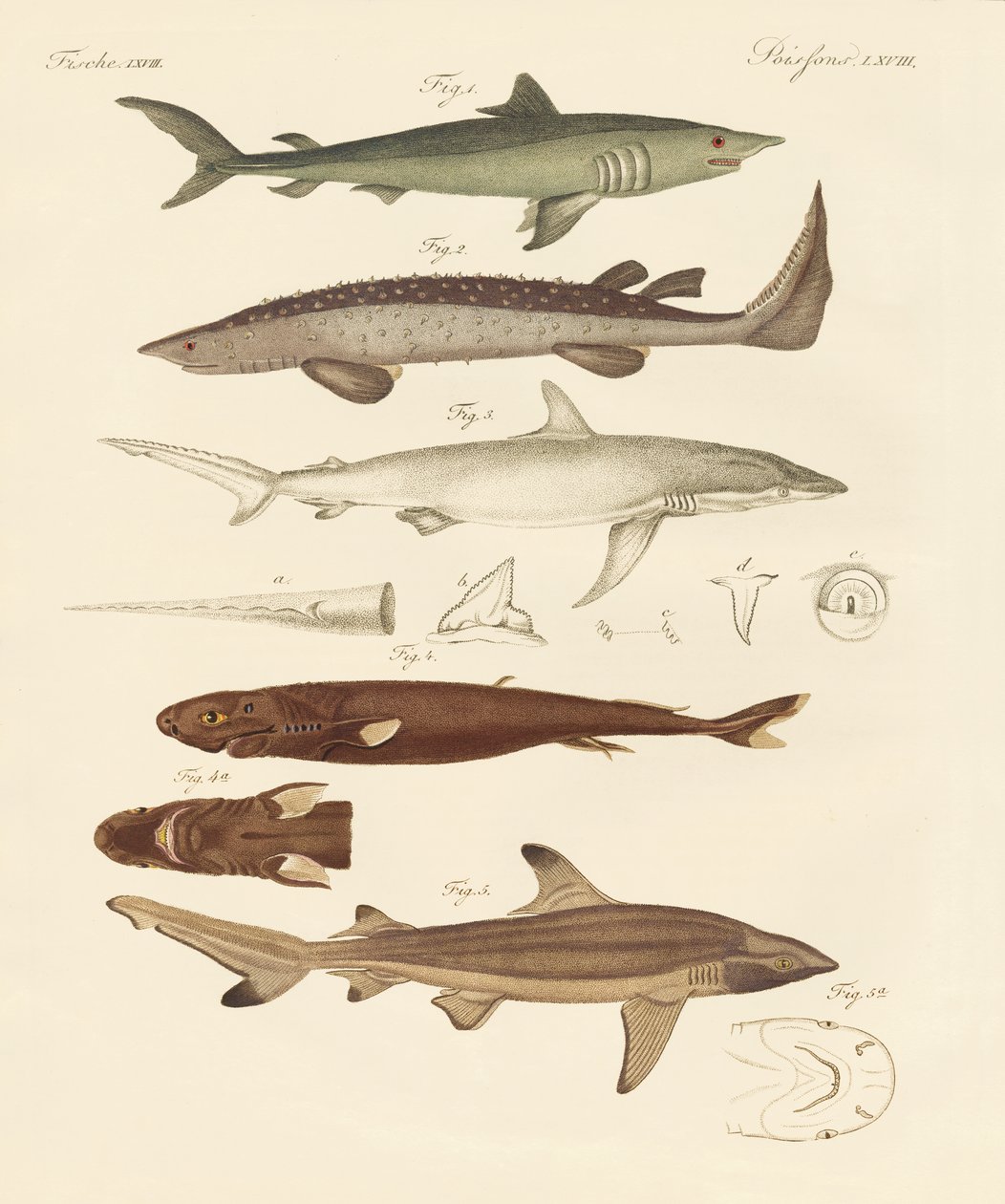 Estranhos tipos de tubarões (gravura colorida) de German School