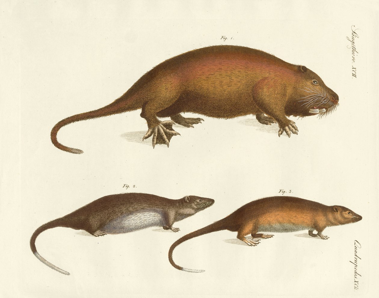 Mamíferos estranhos (gravura colorida) de German School