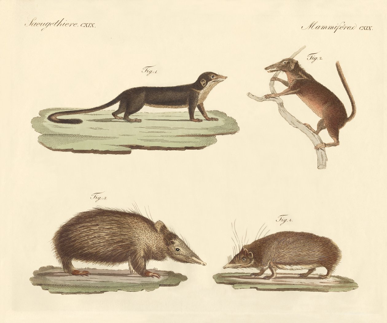 Mamíferos estranhos (gravura colorida) de German School