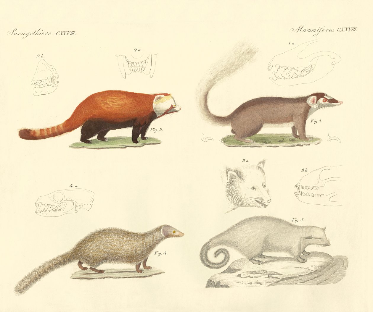 Mamíferos estranhos (gravura colorida) de German School