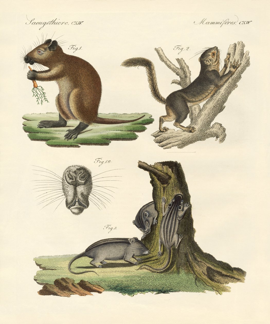 Mamíferos estranhos (gravura colorida) de German School