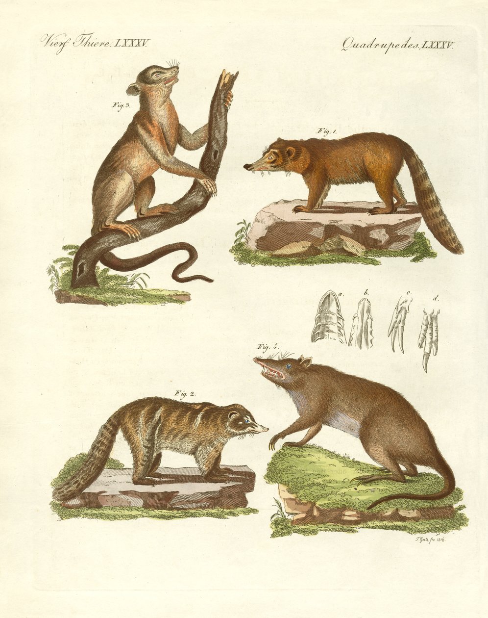 Mamíferos estranhos (gravura colorida) de German School