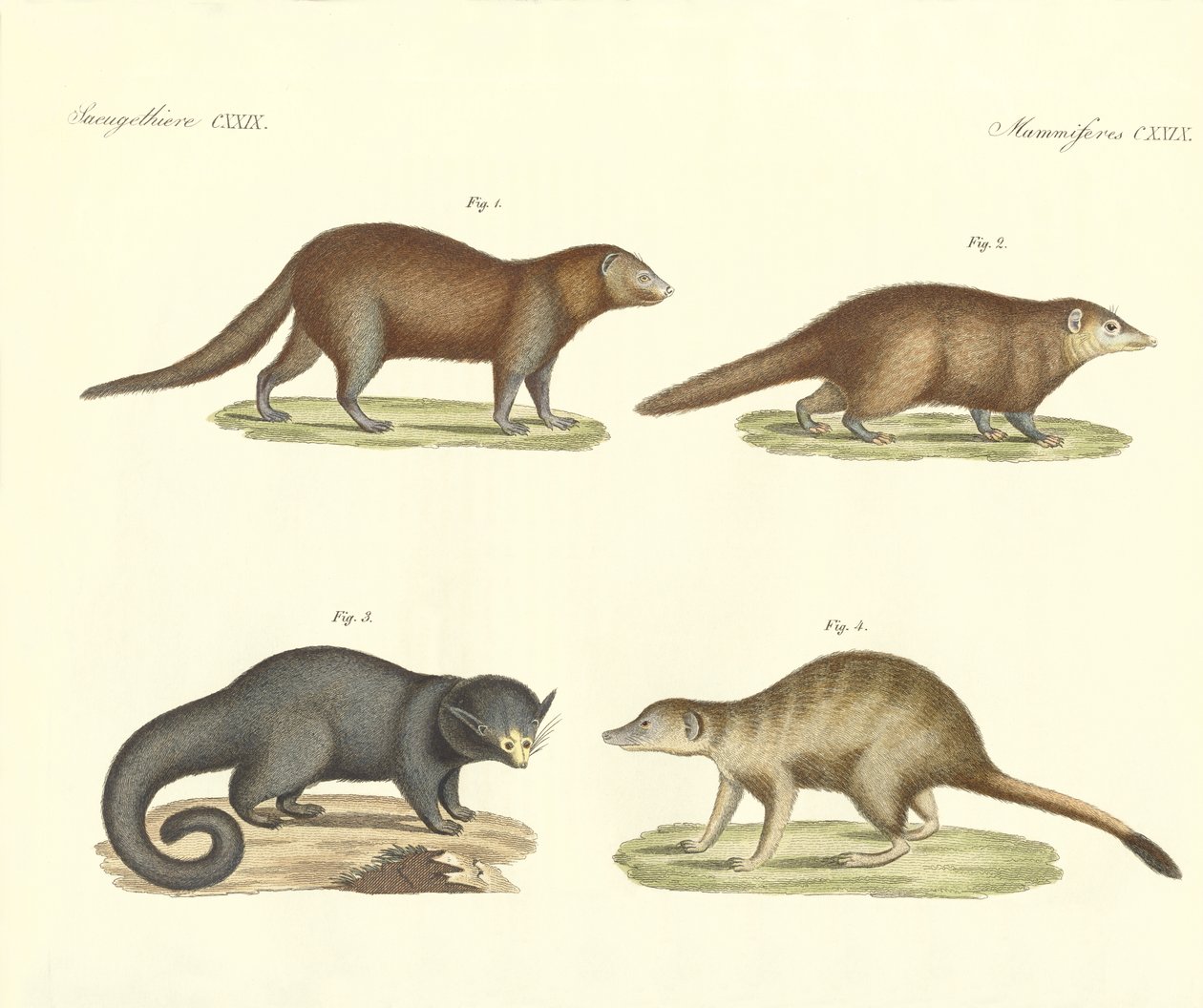 Mamíferos estranhos (gravura colorida) de German School