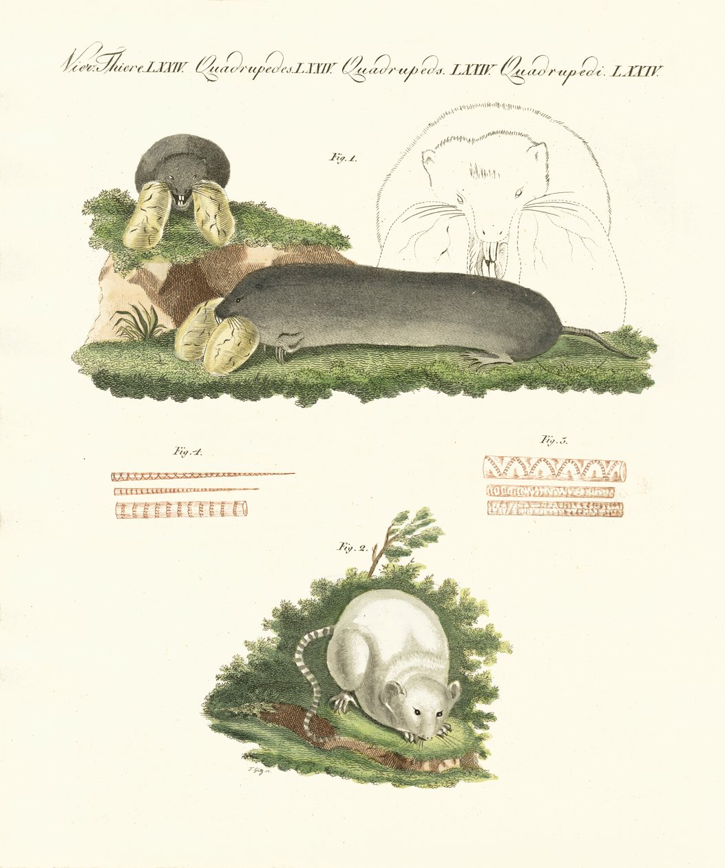 Mamíferos estranhos (gravura colorida) de German School