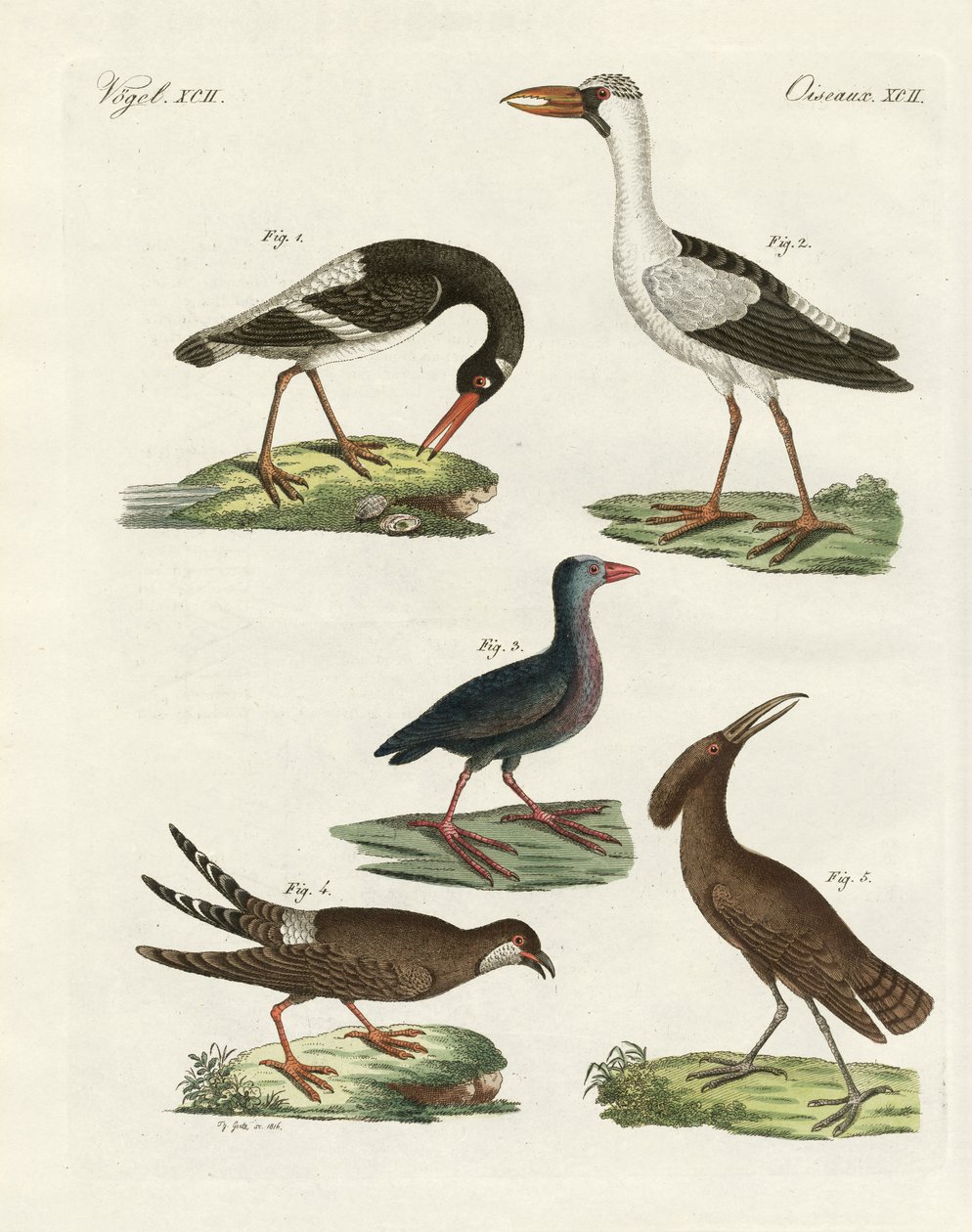 Estranhas aves pantanosas (gravura colorida) de German School