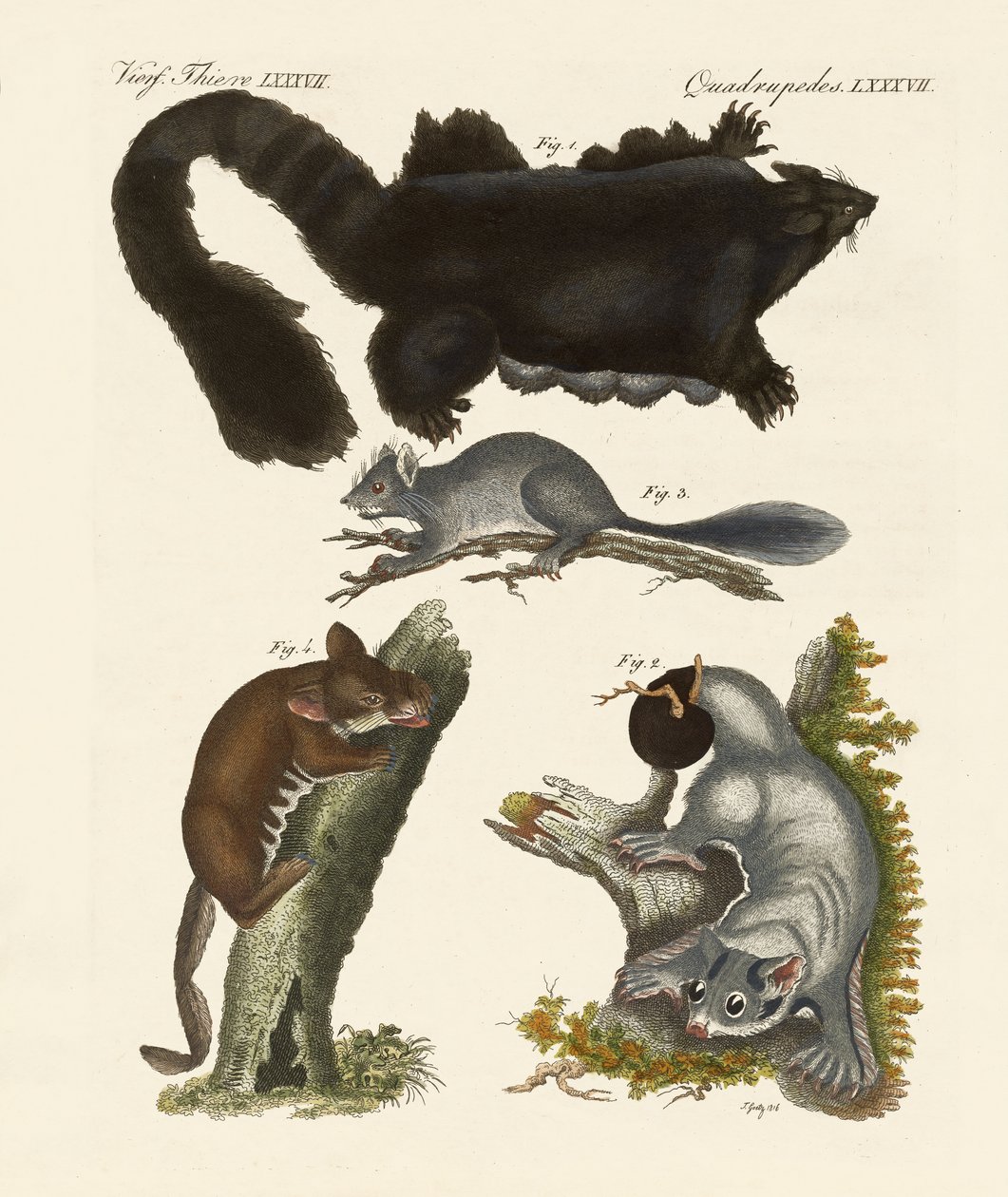 Marsupiais estranhos (gravura colorida) de German School