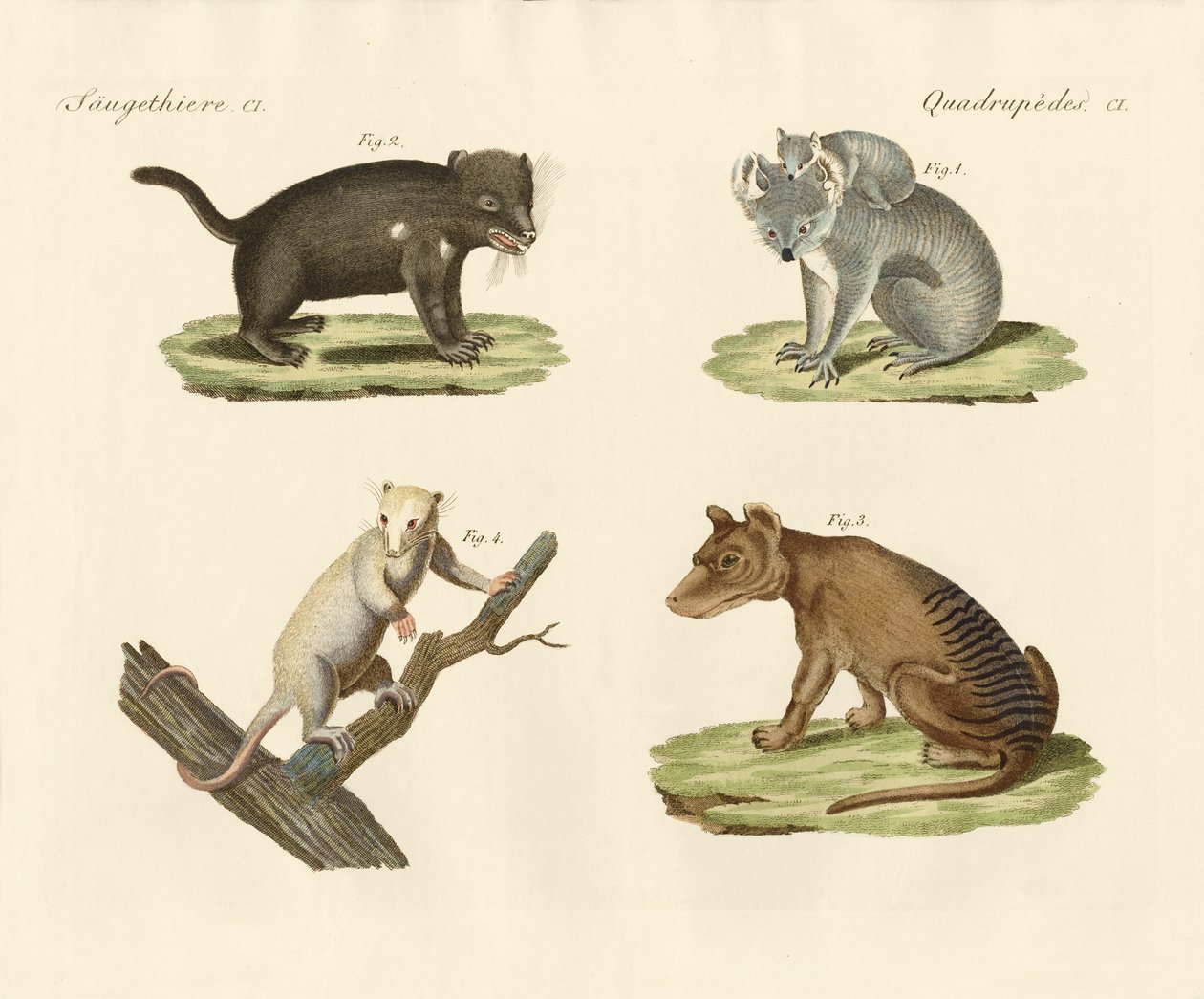 Marsupiais estranhos de German School