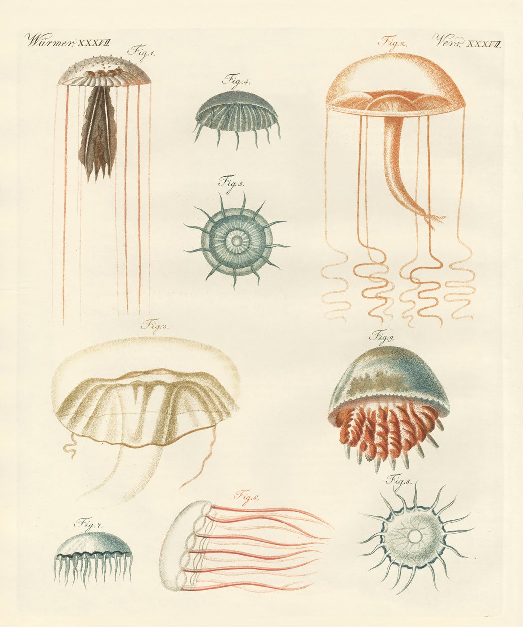 Estranhas medusas (gravura colorida) de German School