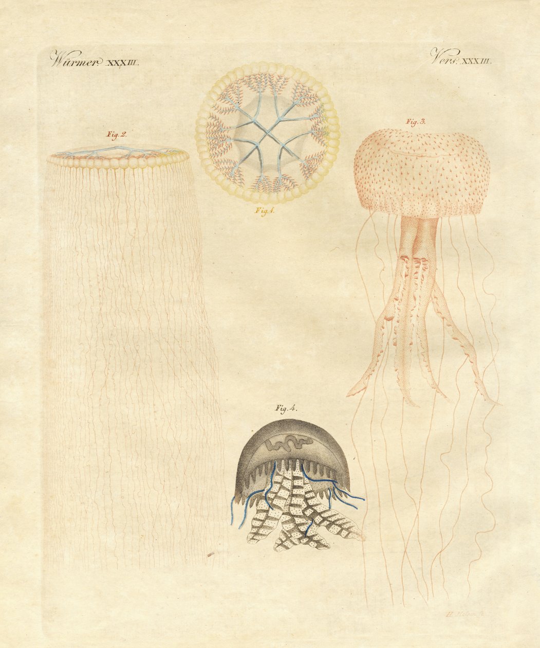 Estranhas medusas (gravura colorida) de German School