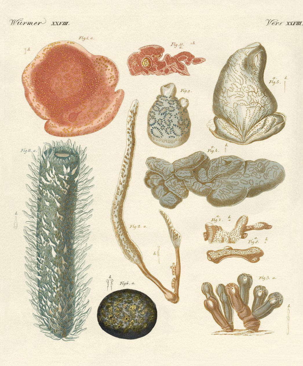 Moluscos estranhos (gravura colorida) de German School