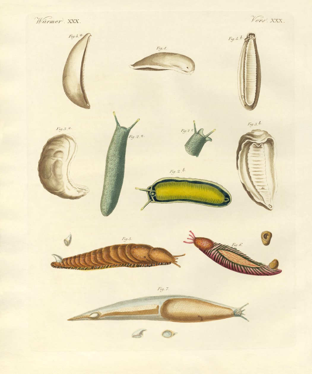 Moluscos estranhos (gravura colorida) de German School