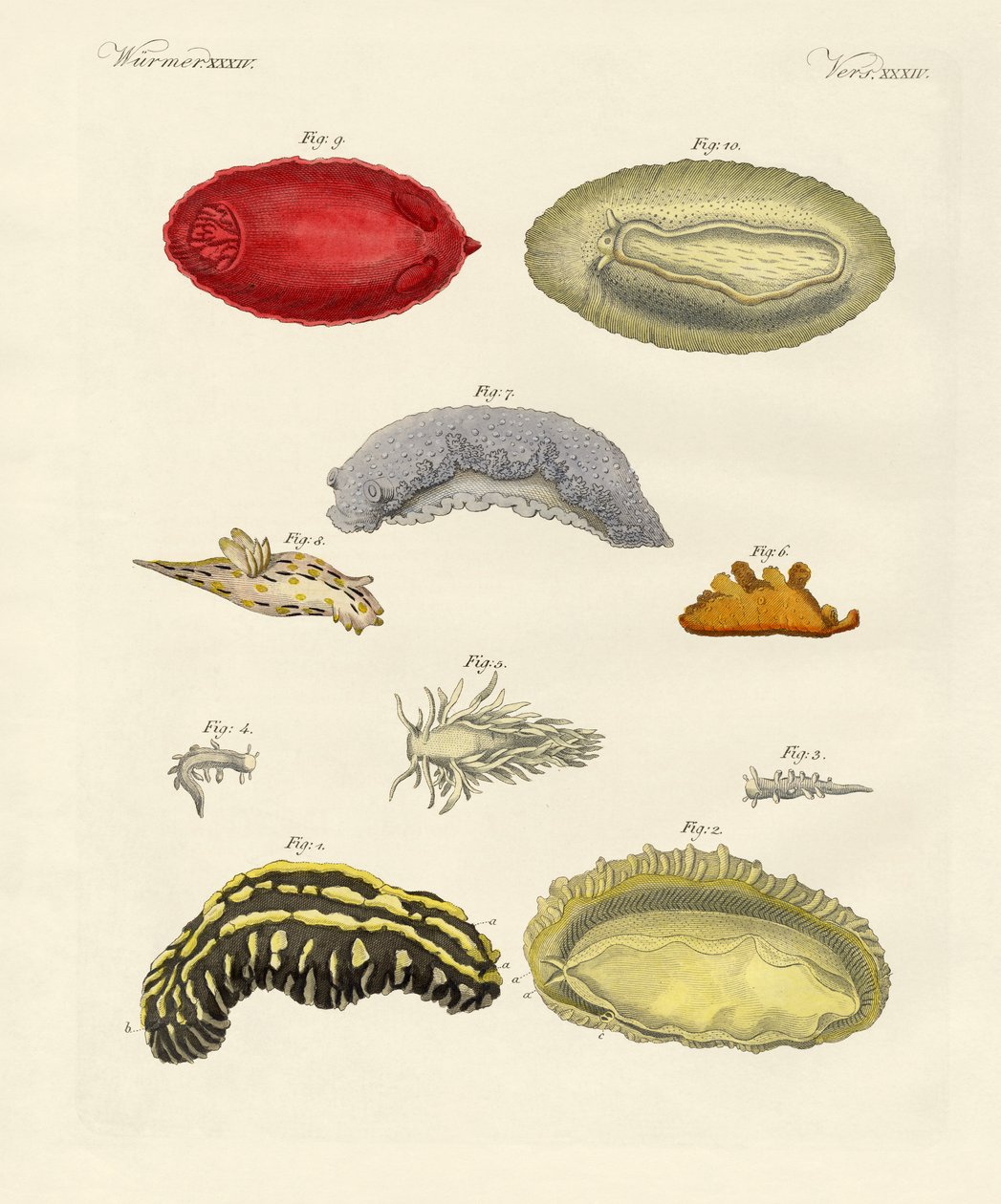 Moluscos estranhos (gravura colorida) de German School