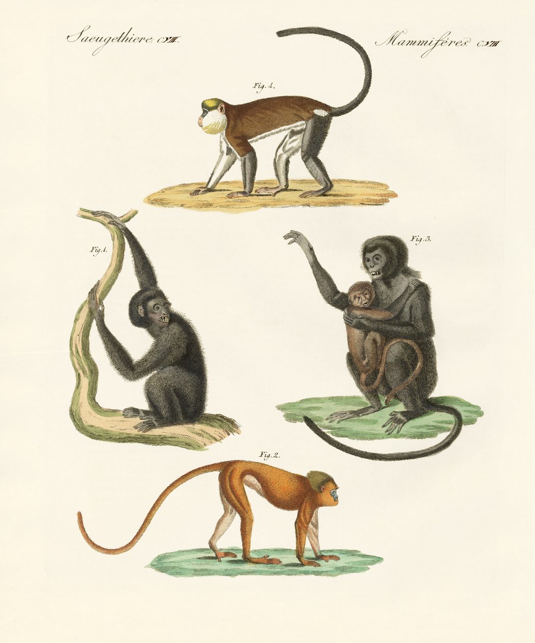 Macacos estranhos (gravura colorida) de German School