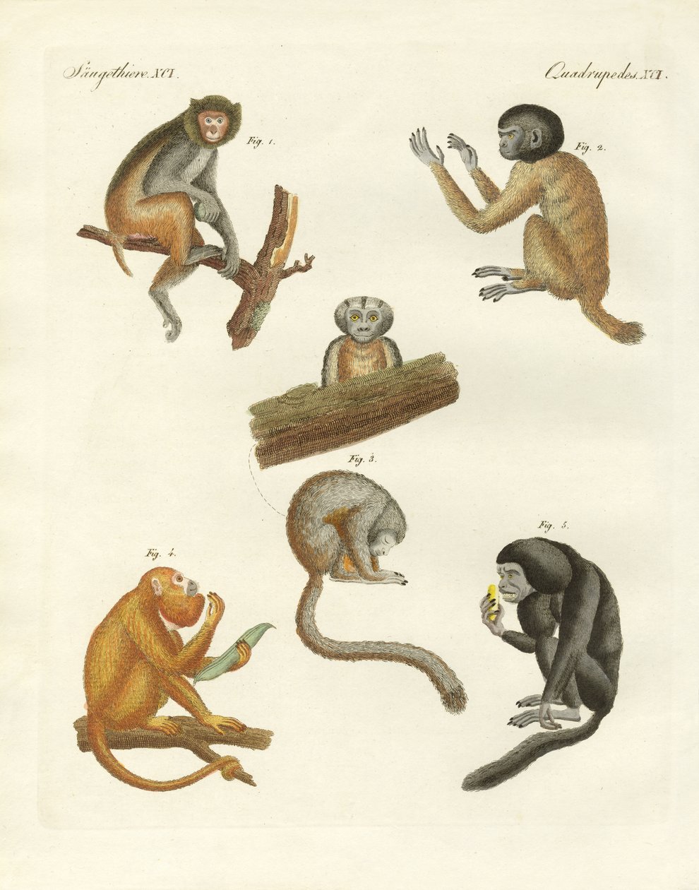 Macacos estranhos (gravura colorida) de German School