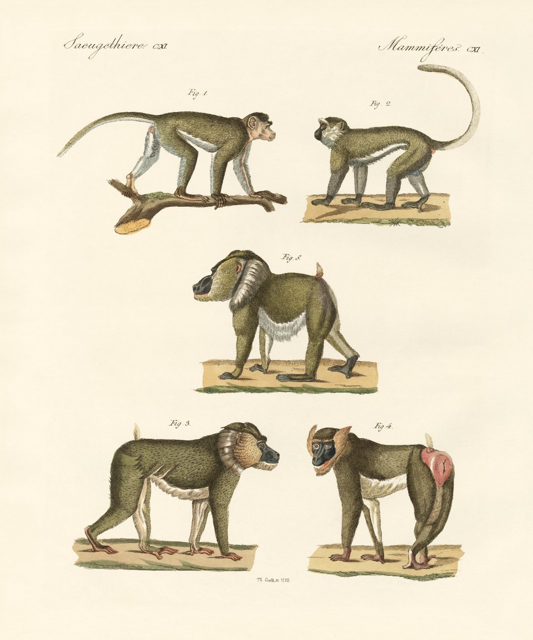 Macacos estranhos (gravura colorida) de German School