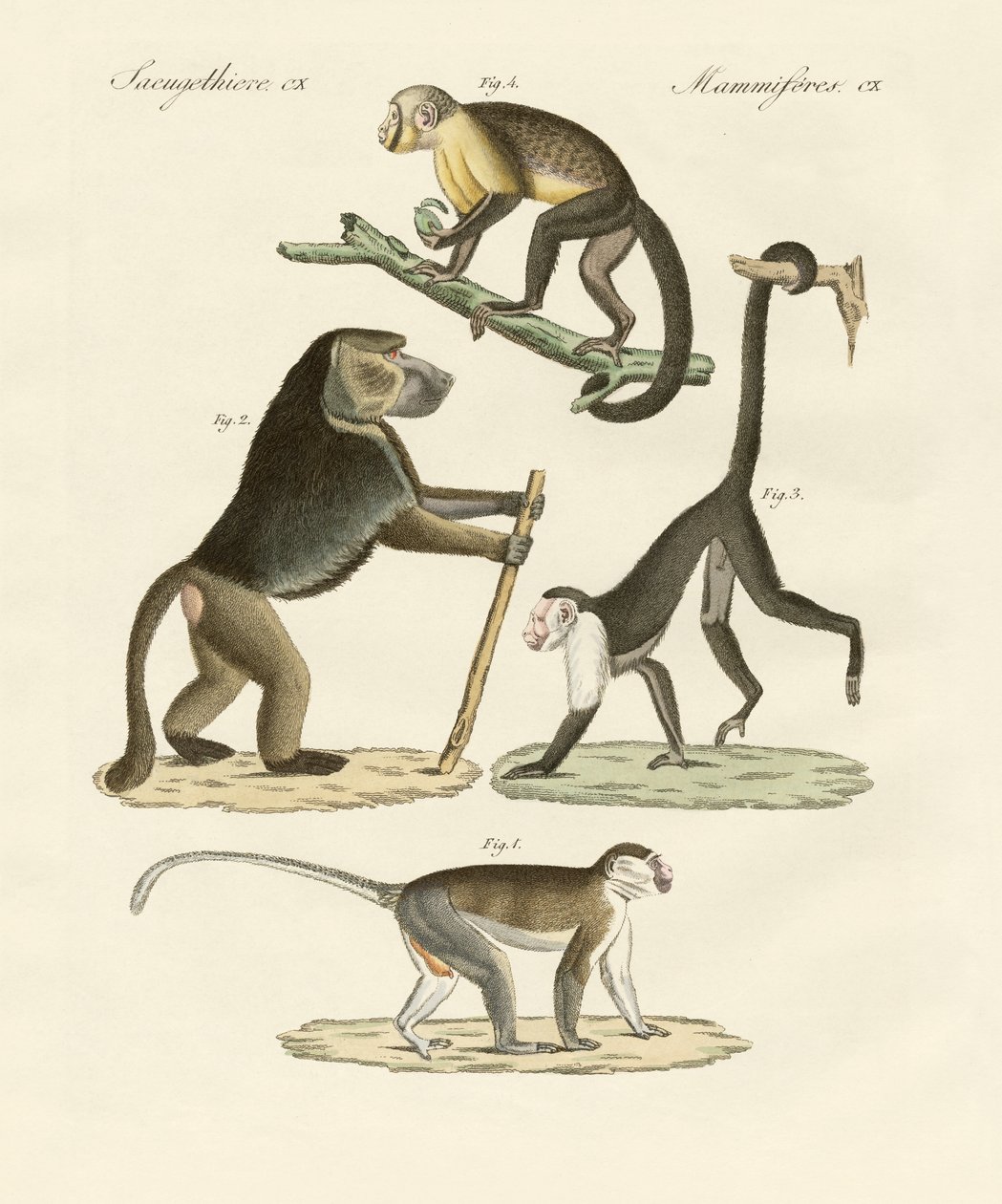 Macacos estranhos (gravura colorida) de German School