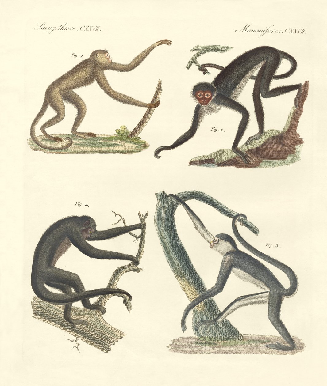 Macacos estranhos do novo continente (gravura colorida) de German School