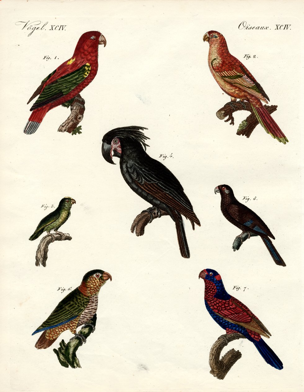 Papagaios estranhos (gravura colorida) de German School