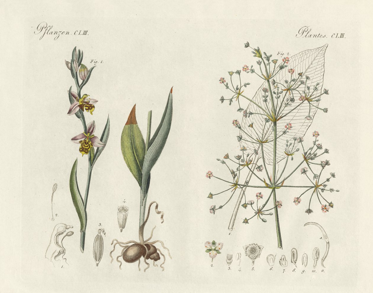 Plantas estranhas (gravura colorida) de German School