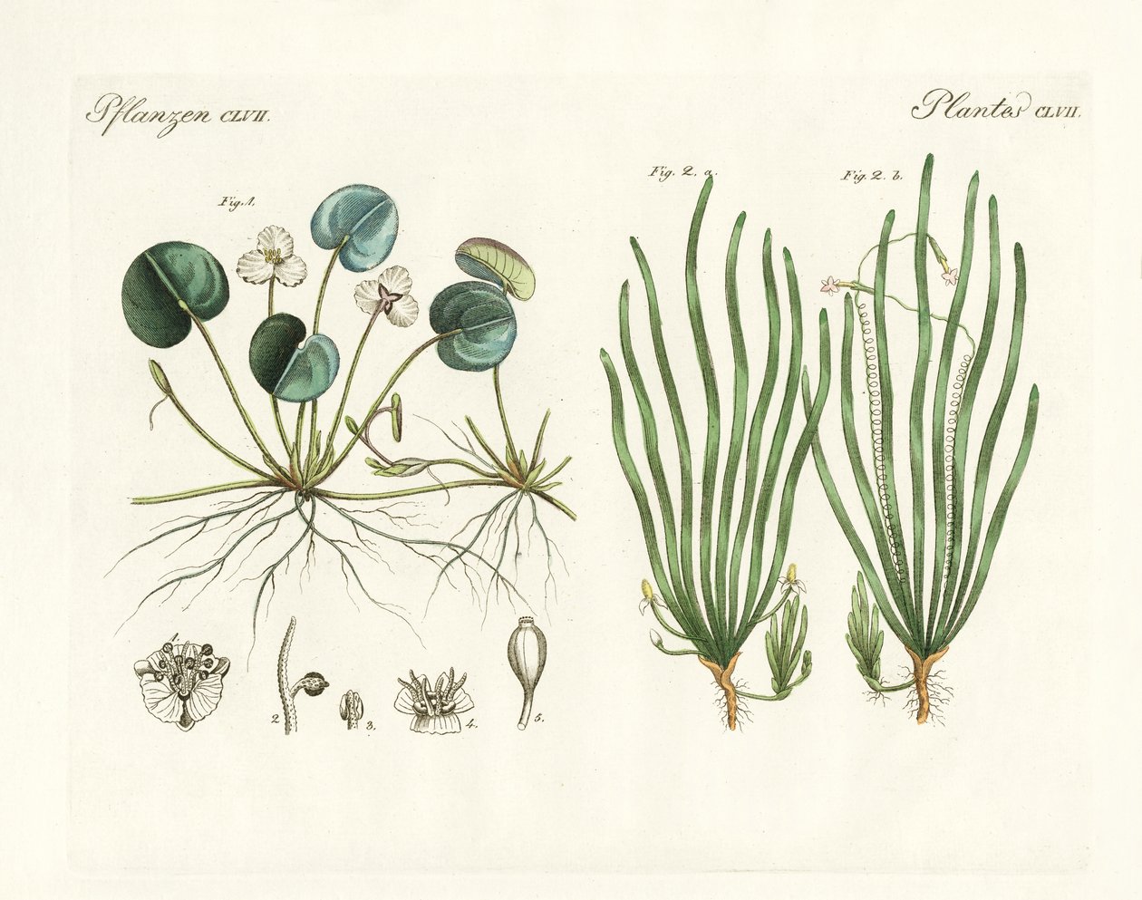 Plantas estranhas (gravura colorida) de German School