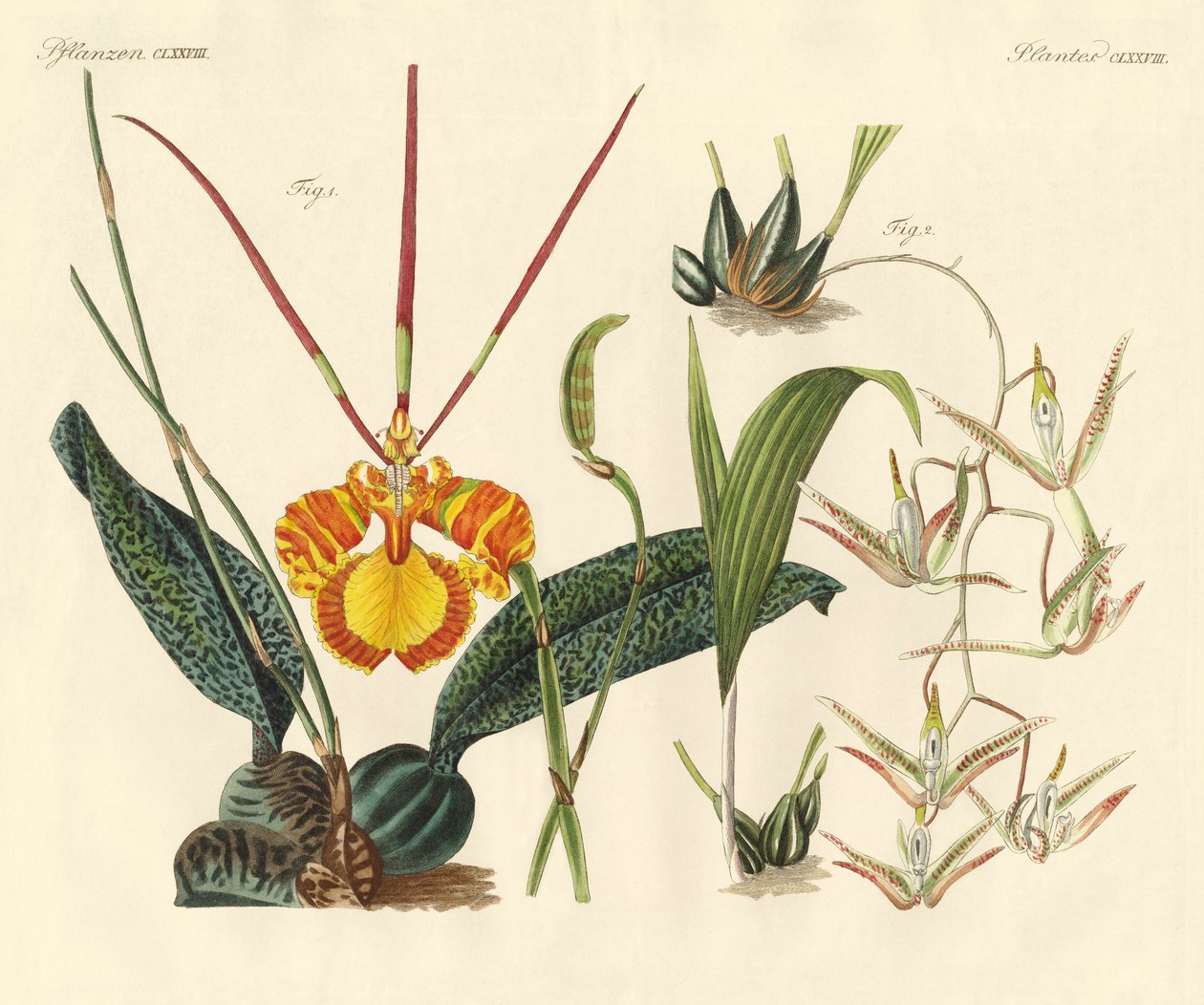 Plantas estranhas (gravura colorida) de German School