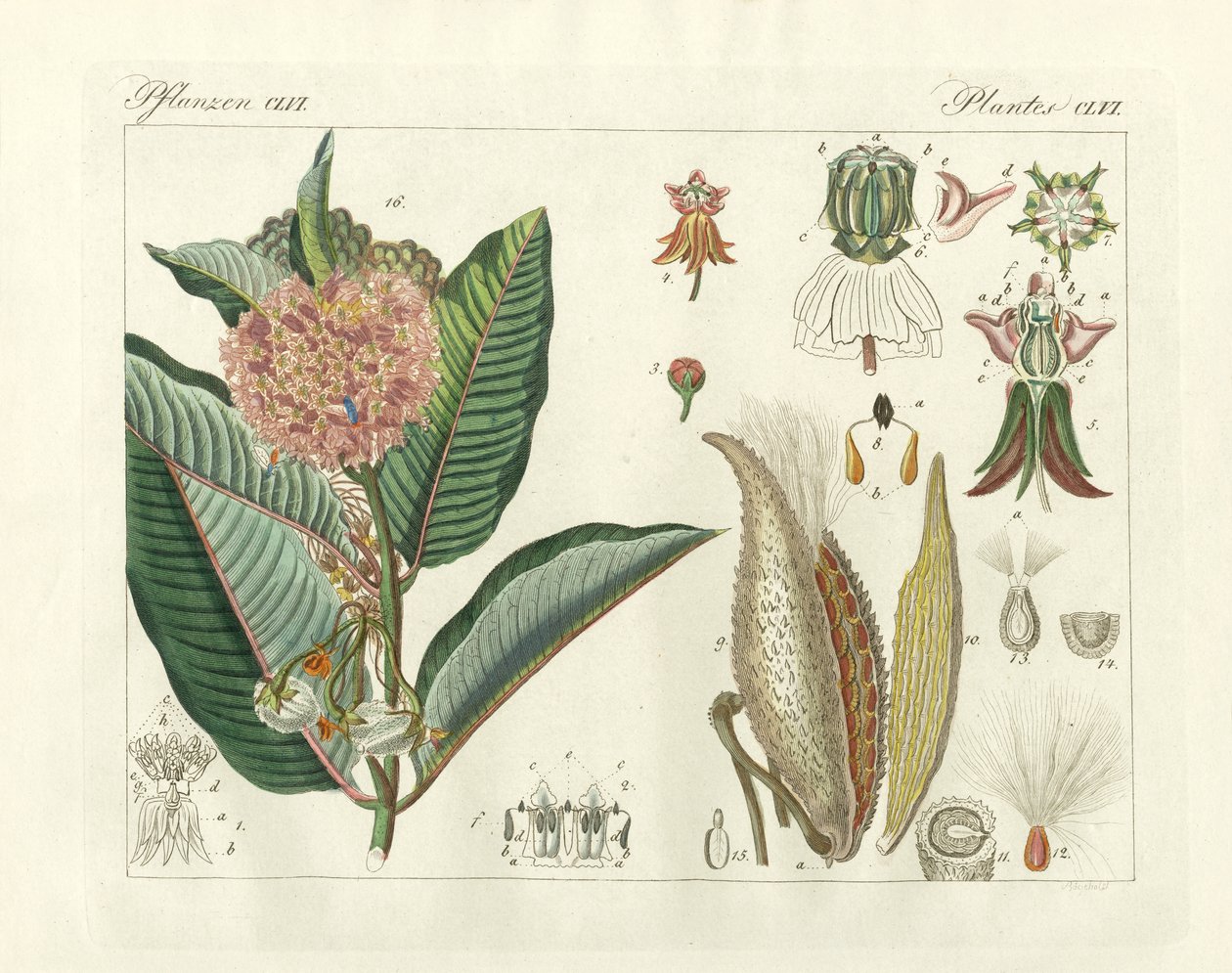 Plantas estranhas (gravura colorida) de German School