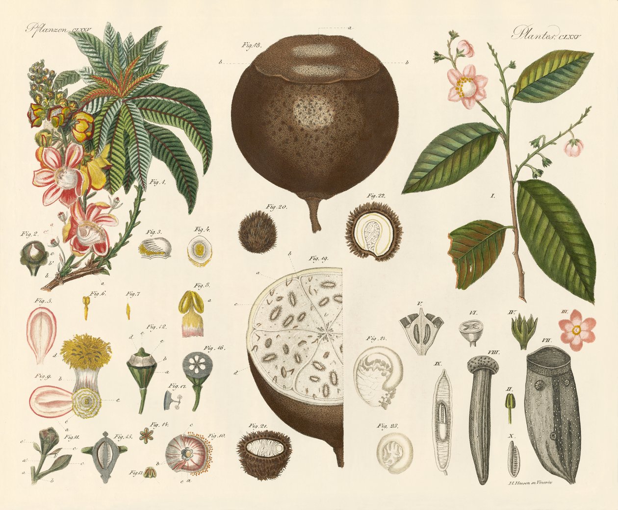 Plantas estranhas (gravura colorida) de German School