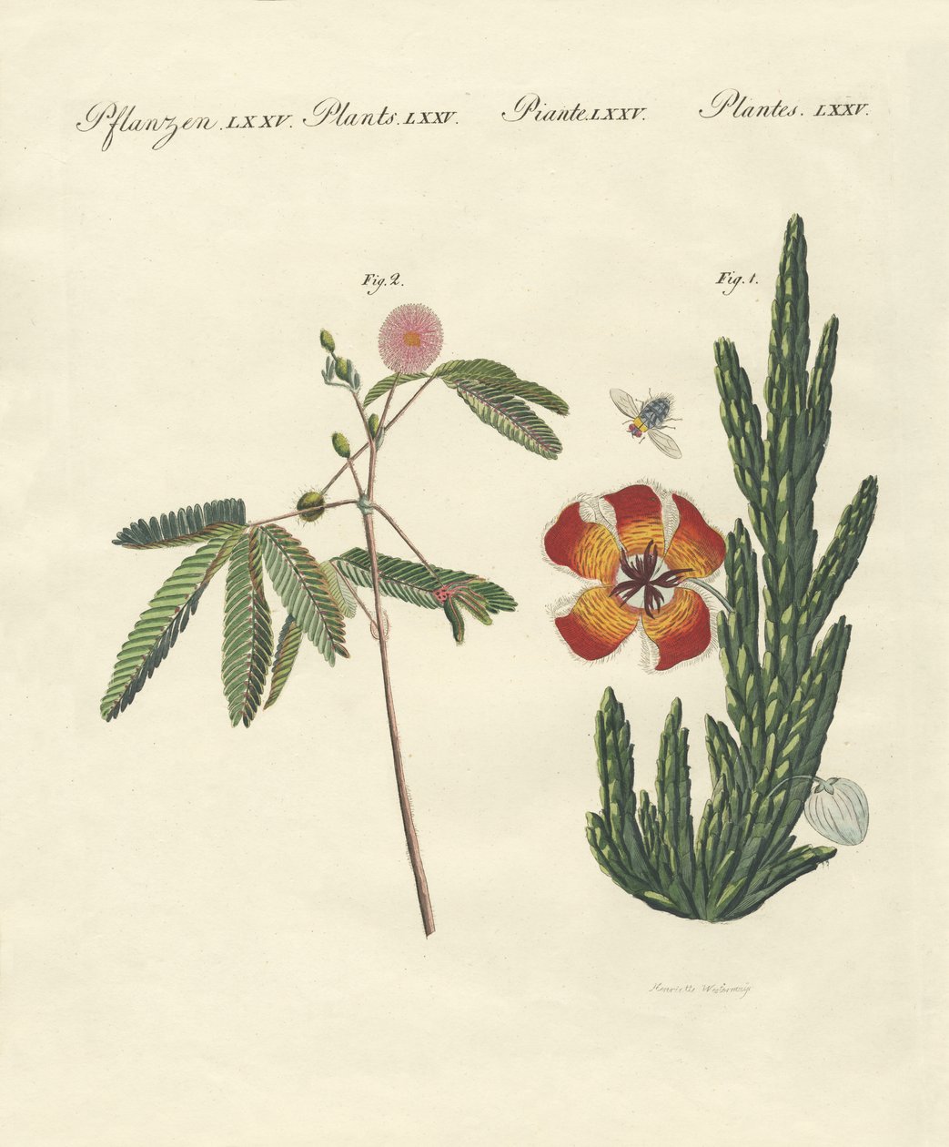 Plantas estranhas de German School