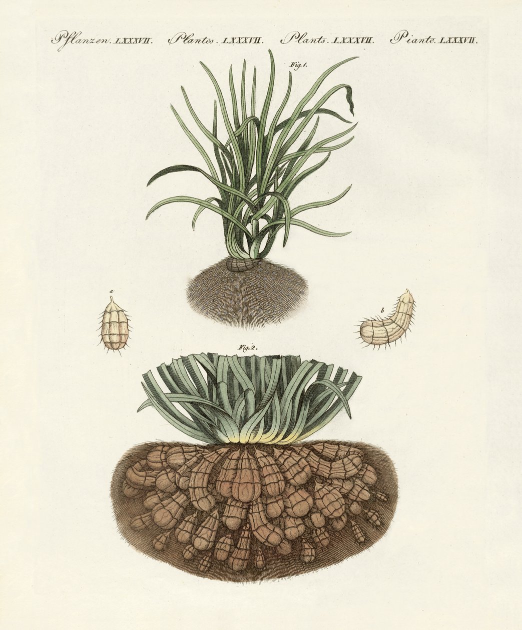 Plantas estranhas de German School
